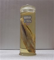 藏品(皮氏魴鮄)的圖片